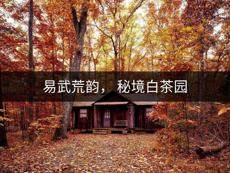易武荒韻， 秘境白茶園
