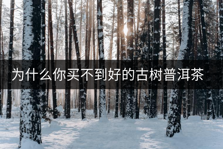 為什么你買不到好的古樹普洱茶？買茶防坑指南，看完就有收獲！