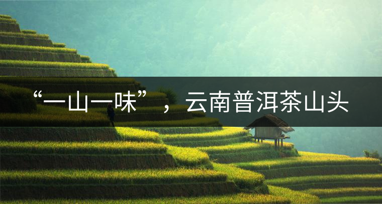 “一山一味”，云南普洱茶山頭茶的真實意義！