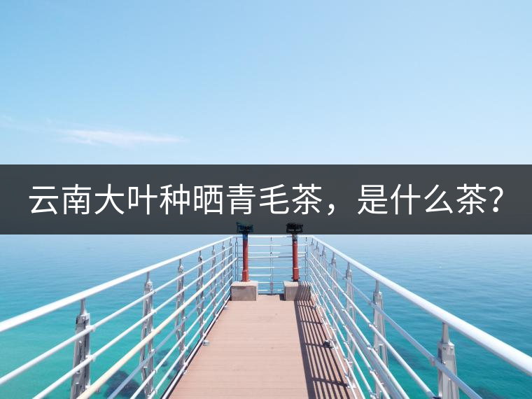 云南大葉種曬青毛茶，是什么茶？