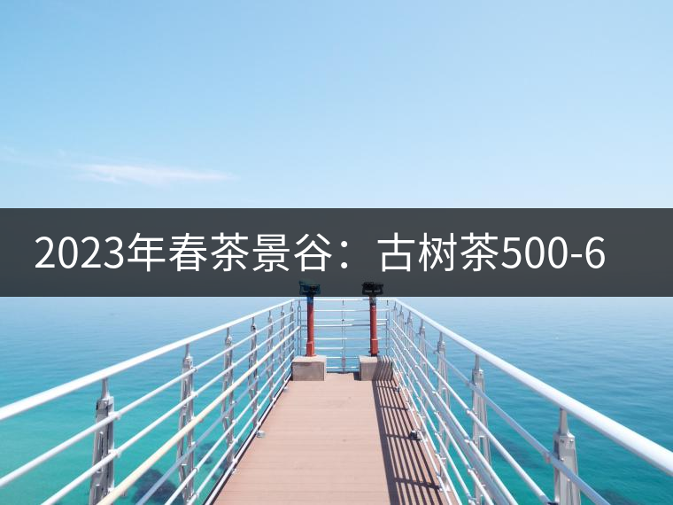 2023年春茶景谷：古樹茶500-600元／公斤，紫芽茶300-480元／公斤，白芽茶1200-2000元／公斤。