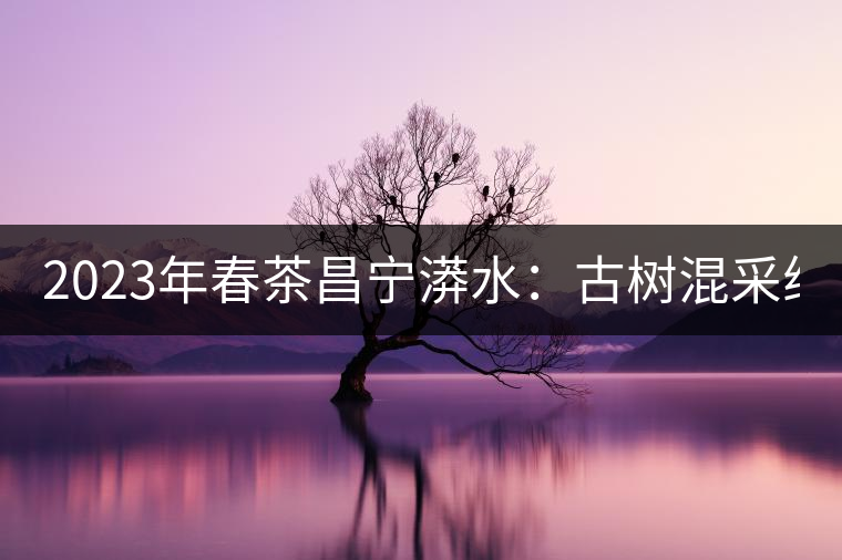 2023年春茶昌寧漭水：古樹混采純料480-600元／公斤，大樹360-420元／公斤，臺地260-300元／公斤，古樹單株均價880-1200元／公斤。