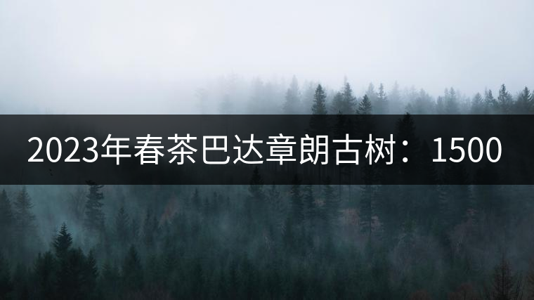 2023年春茶巴達章朗古樹：1500-1600元／公斤，喬木250元／公斤