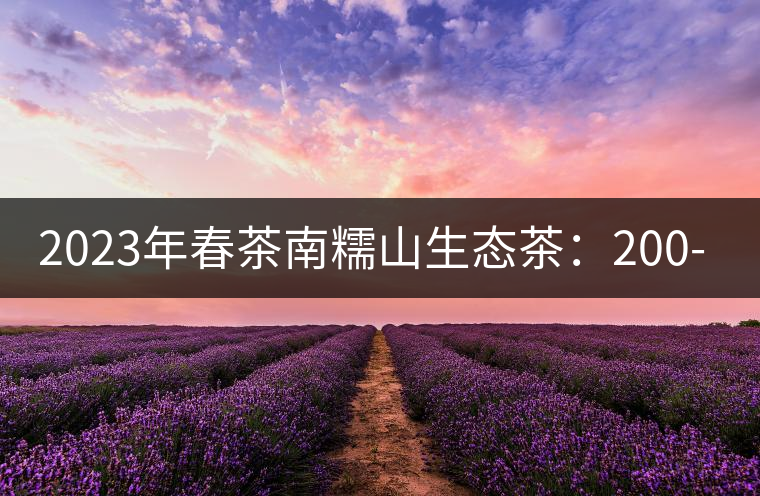 2023年春茶南糯山生態(tài)茶：200-300元／公斤，古樹：900-1500元／公斤