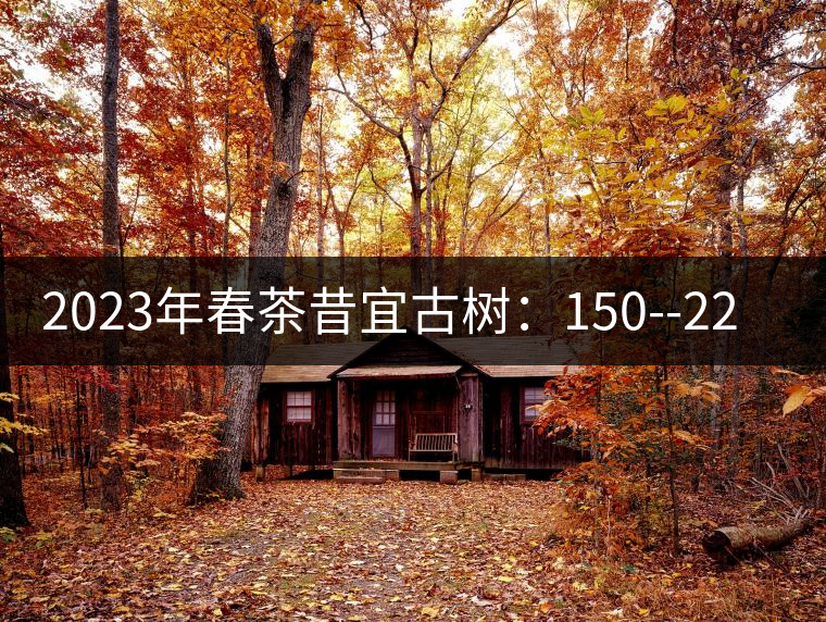 2023年春茶昔宜古樹：150--220元／公斤