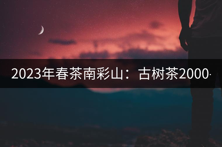 2023年春茶南彩山：古樹茶2000-2200元／公斤，大樹混采1200-1500元／公斤。