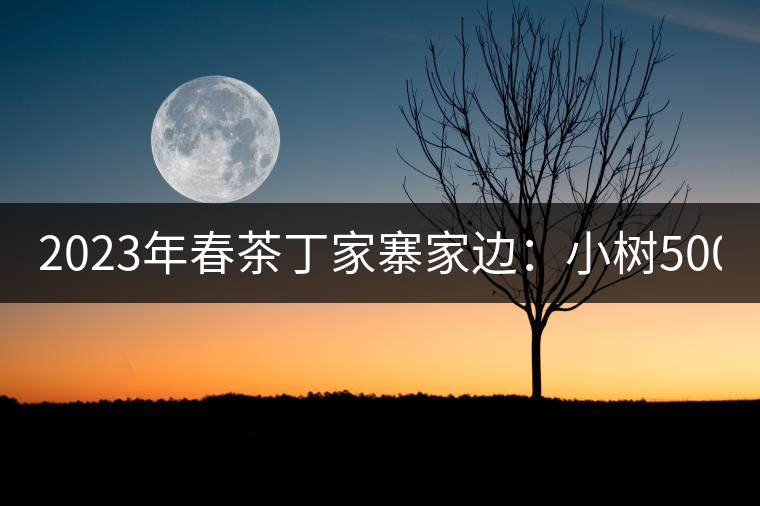 2023年春茶丁家寨家邊：小樹500元／公斤，古樹1500-1600元／公斤
