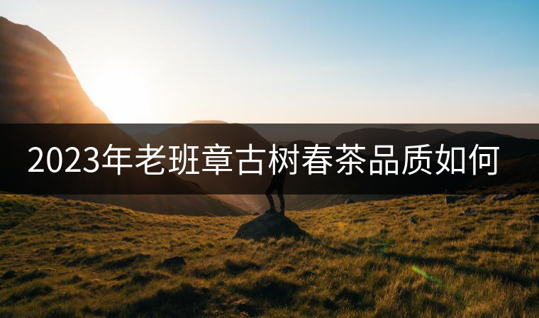 2023年老班章古樹春茶品質(zhì)如何？