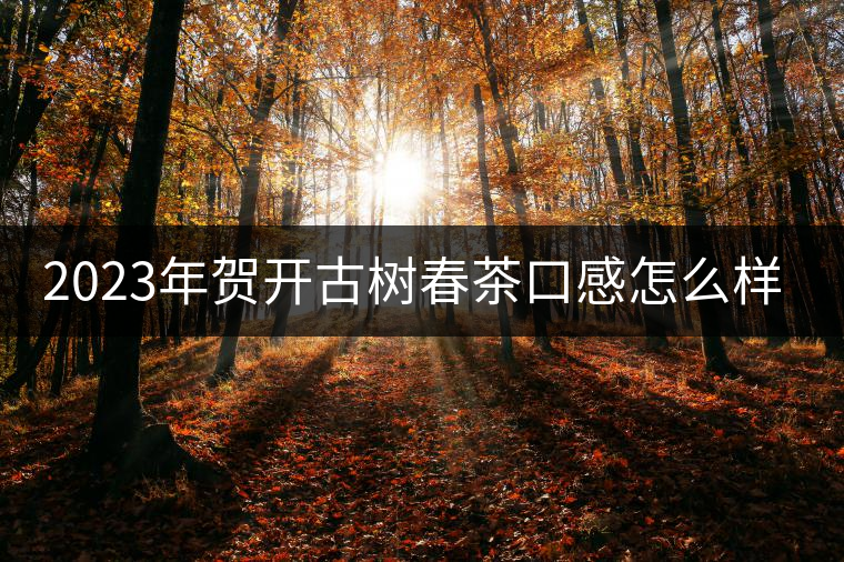 2023年賀開古樹春茶口感怎么樣？