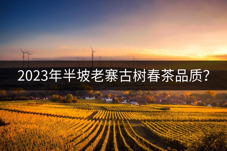 2023年半坡老寨古樹(shù)春茶品質(zhì)？