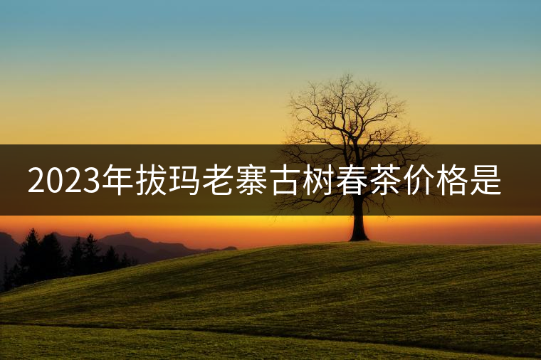 2023年拔瑪老寨古樹春茶價格是多少？