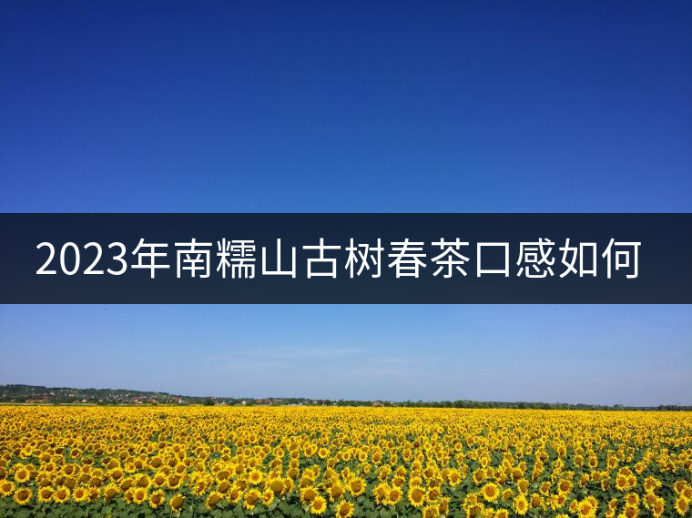 2023年南糯山古樹春茶口感如何？
