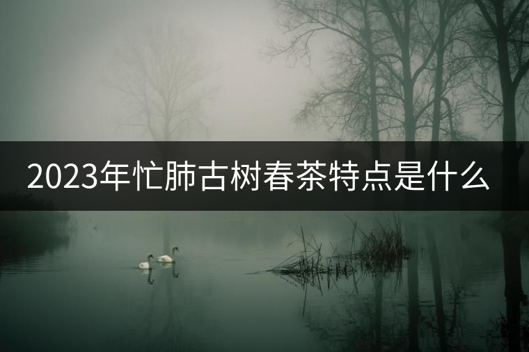2023年忙肺古樹春茶特點(diǎn)是什么？