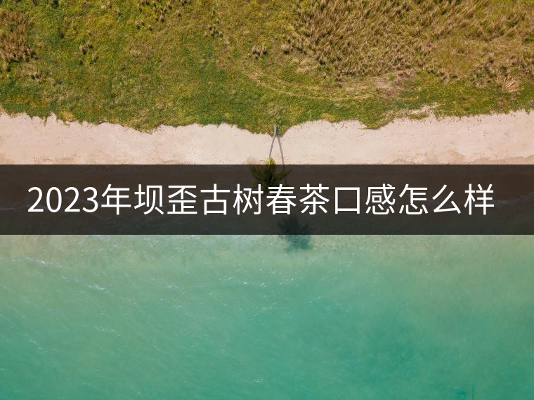 2023年壩歪古樹春茶口感怎么樣？