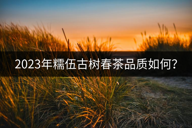 2023年糯伍古樹春茶品質如何？