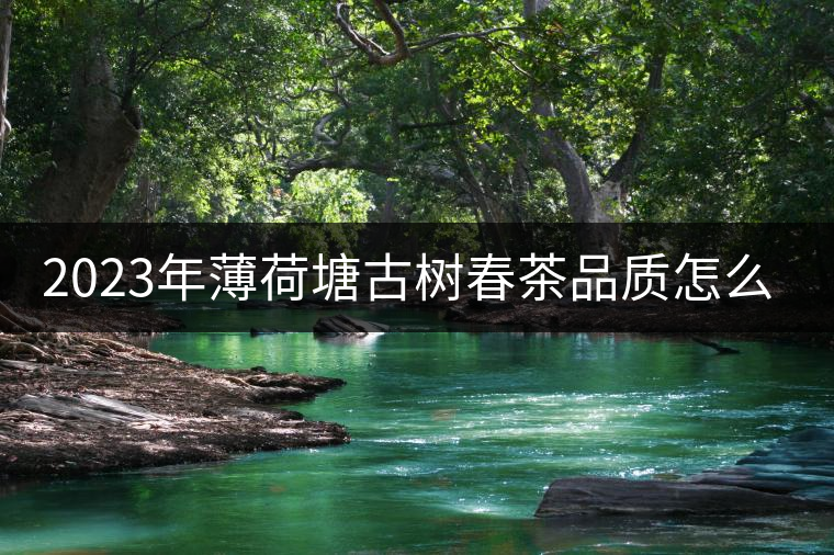 2023年薄荷塘古樹春茶品質(zhì)怎么樣？