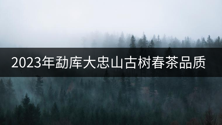 2023年勐庫大忠山古樹春茶品質(zhì)怎么樣？