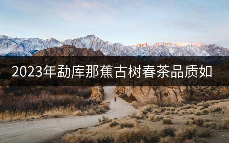 2023年勐庫那蕉古樹春茶品質(zhì)如何？
