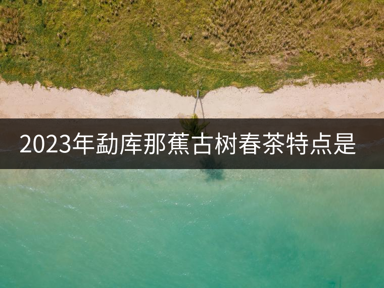 2023年勐庫那蕉古樹春茶特點是什么？