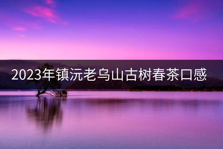 2023年鎮(zhèn)沅老烏山古樹春茶口感怎么樣？