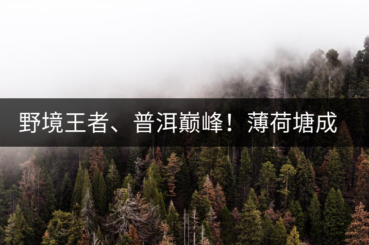野境王者、普洱巔峰！薄荷塘成為普洱無冕之王的十大原因