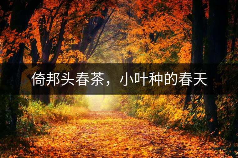 倚邦頭春茶，小葉種的春天