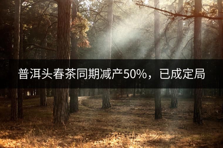 普洱頭春茶同期減產50%，已成定局