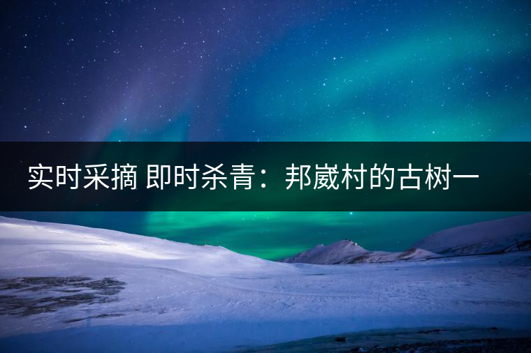 實(shí)時(shí)采摘 即時(shí)殺青：邦崴村的古樹一般都比較高大，我今年爬到10米高的樹梢上拍茶農(nóng)采茶，一顆完整的古樹頭春茶的采摘需要6-7個(gè)婦女花半個(gè)小時(shí)共同完成，鮮葉才下來以后要及時(shí)殺青，才能保證茶葉后期的鮮爽感。