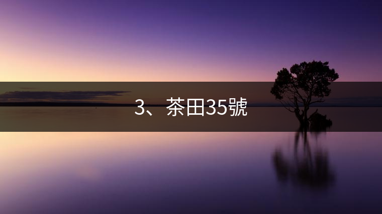3、茶田35號(hào)