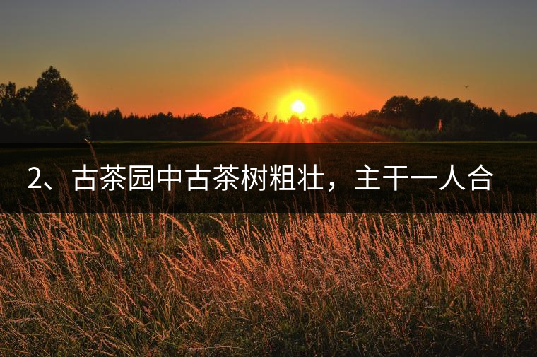 2、古茶園中古茶樹粗壯，主干一人合圍吃力，枝杈壯碩