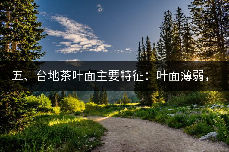 五、臺地茶葉面主要特征：葉面薄弱，如薄紙易折;沖泡之后無力恢復(fù)彈性，甚至多次沖泡也不能展開，葉子愈薄愈差。