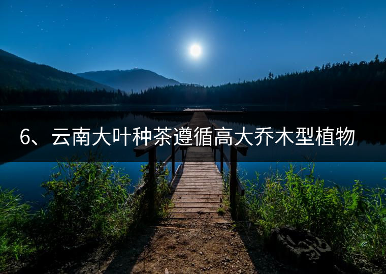 6、云南大葉種茶遵循高大喬木型植物的普遍規(guī)律。