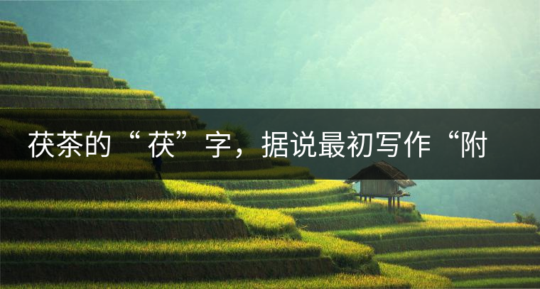 茯茶的“ 茯”字，據說最初寫作“附”，意思就是非“正”品，次等貨。茯磚茶選料多用質地很老的茶葉，加上茶梗與枝葉拼配。陳化后，性溫，有著獨特的營養(yǎng)價值，更有助于幫助消化去膩。有些時候，茶傳播也有尷尬的時候，今天中原大地流行喝陳茶的時候，這個地方卻開始喝新茶。喝也喝出問題來，磚茶不適合品新，因為老枝葉含氟高的緣故，許多牧民甚至氟中毒，國家正在著手解決這一問題。但從根本上來說，還是需要消費者回到自己的傳統，把茶葉的儲藏習慣繼續(xù)保留。