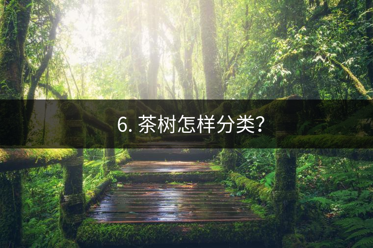 ? 6. 茶樹怎樣分類？