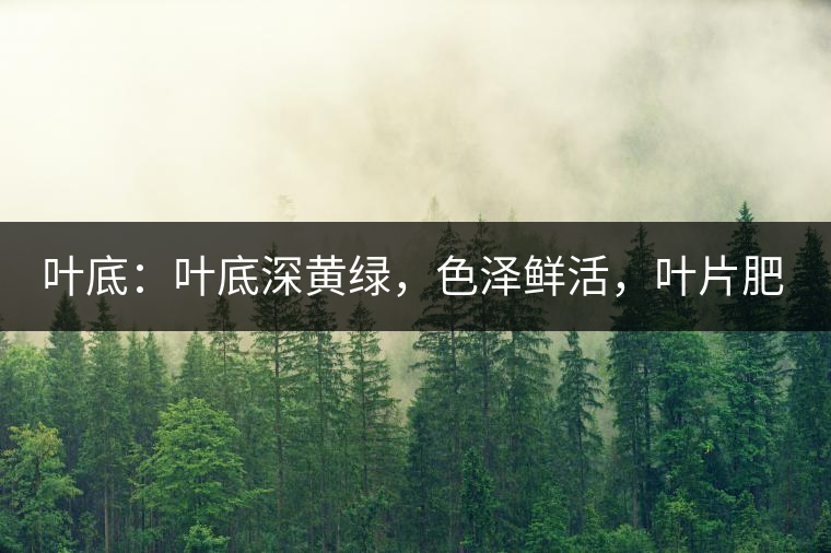 葉底：葉底深黃綠，色澤鮮活，葉片肥厚，梗莖肥壯，而且非常柔韌。