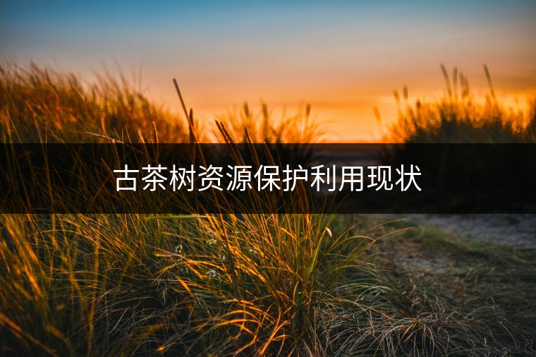 古茶樹資源保護利用現(xiàn)狀