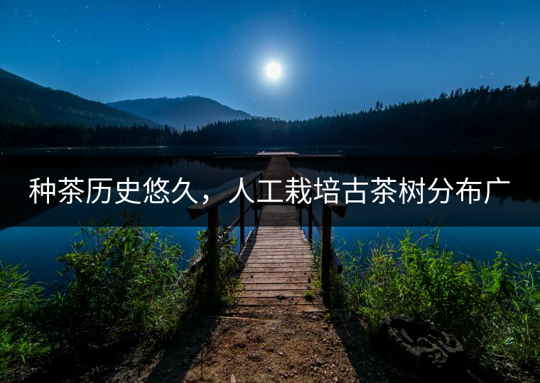 種茶歷史悠久，人工栽培古茶樹分布廣