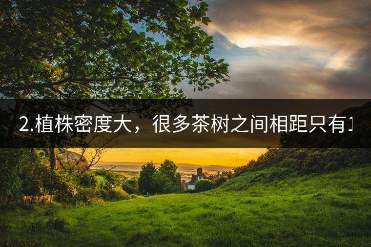 2.植株密度大，很多茶樹之間相距只有1-2米。