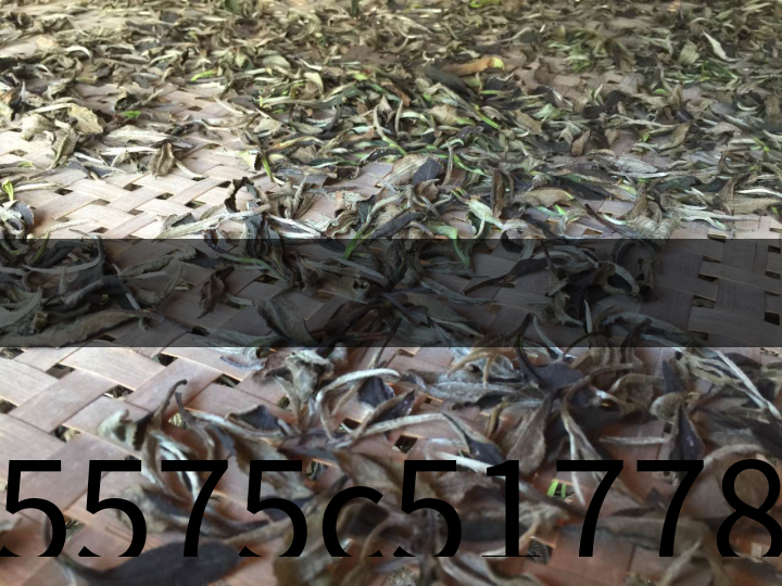 25575c517785482699c8b2c09240d792