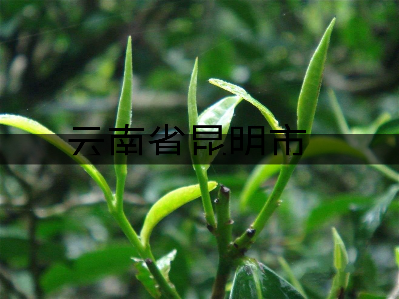云南省昆明市茶業(yè)簡(jiǎn)述(二) 云南省昆明市茶業(yè)簡(jiǎn)述(二)