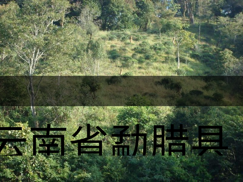 云南省勐臘縣茶業(yè)簡(jiǎn)述 云南省勐臘縣茶業(yè)簡(jiǎn)述