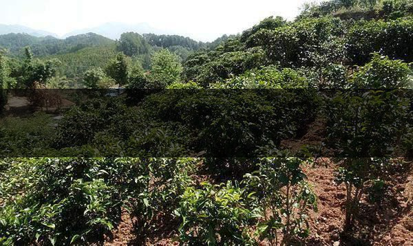 云南省鎮(zhèn)沅縣茶業(yè)概況簡述(第三講) 云南省鎮(zhèn)沅縣茶業(yè)概況簡述(第三講)