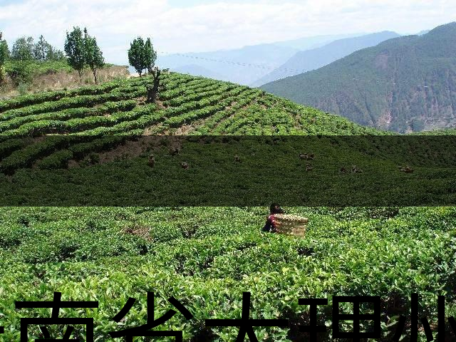 云南省大理州云龍縣茶業(yè)概況簡述（第二講）