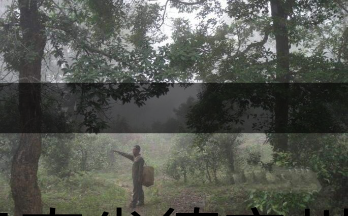 云南省德宏州瑞麗市茶業(yè)概況簡(jiǎn)述（下篇）