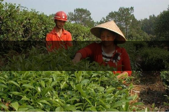 云南省德宏州瑞麗市茶業(yè)概況簡述（上篇）