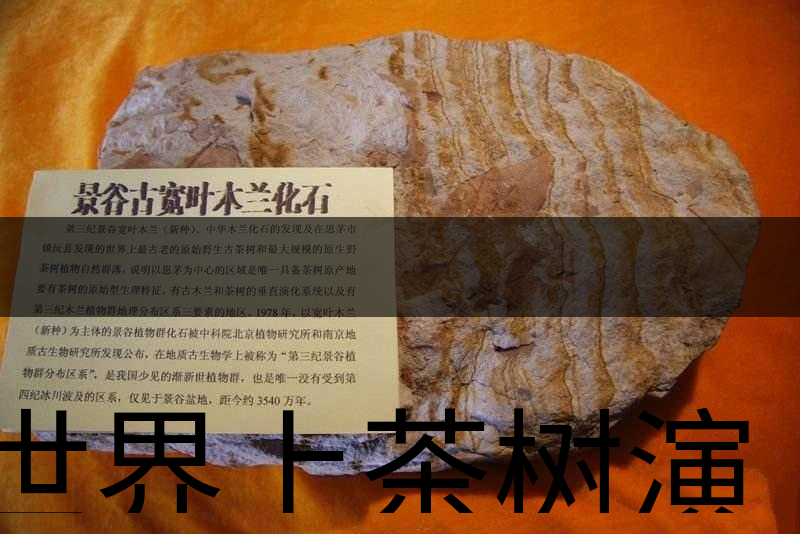 世界上茶樹演化的始祖是不是寬葉木蘭化石？