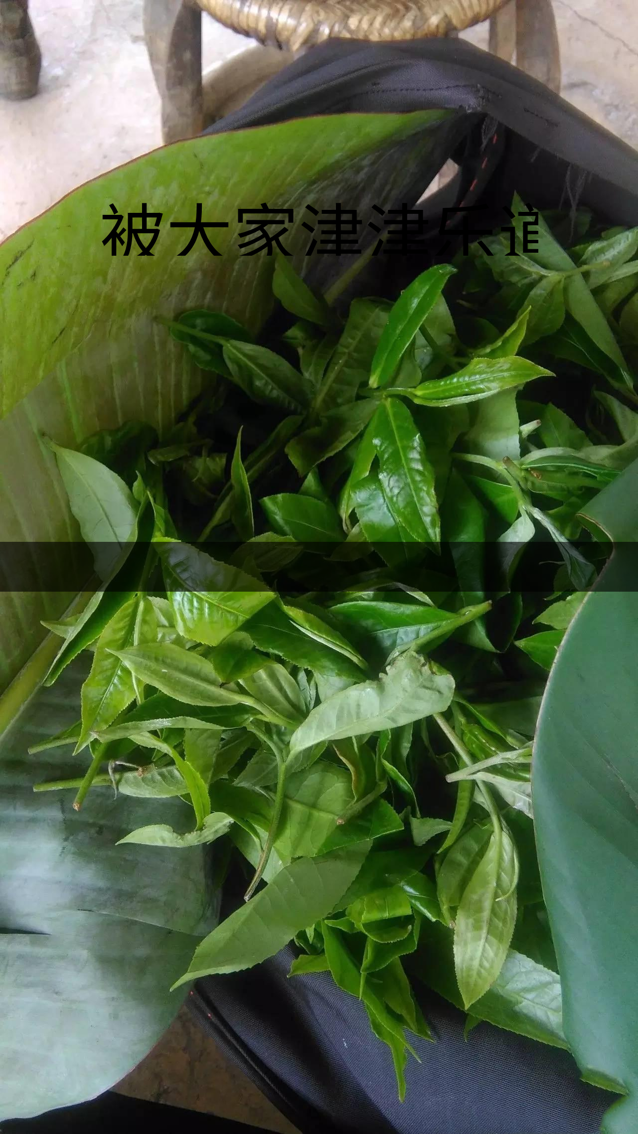 被大家津津樂(lè)道的森林茶，你知道是什么？-1-1