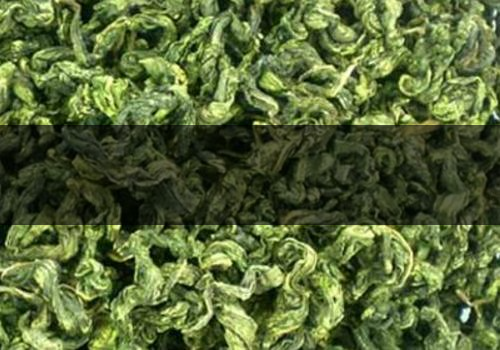 刺五加茶什么時候采摘-多少錢-1