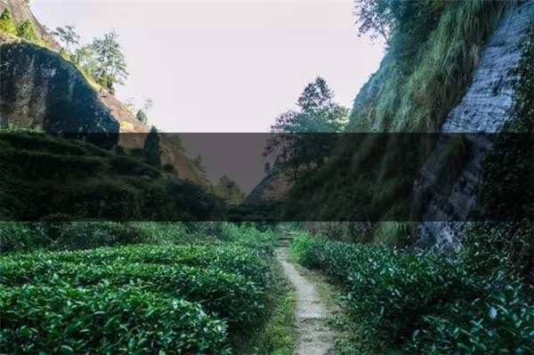 喝武夷山巖茶的香，什么是工藝香？-4