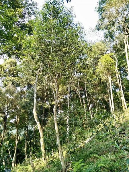 你喝不出來(lái)的“高桿古樹(shù)”或許就是一個(gè)偽概念、偽命題